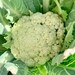 see more listings in the Vegetable Seeds section