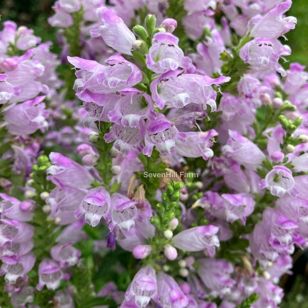 Obedient Plant Native Perennial Wildflower Seeds Physostegia virginiana