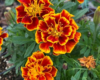 Marietta French Marigold Heirloom Flower Seeds