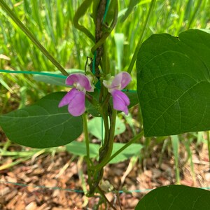 Nonna Agnes Aka San Bernardo Blue Heirloom Pole Bean Seeds - Etsy