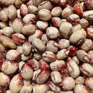 Seneca Cornstalk Heirloom Pole Bean Vegetable Seed
