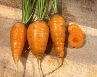 Red Cored Chantenay French Heirloom Carrot Seeds