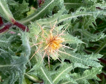 Blessed Thistle Cnicus benedictus Heirloom Herb Seeds