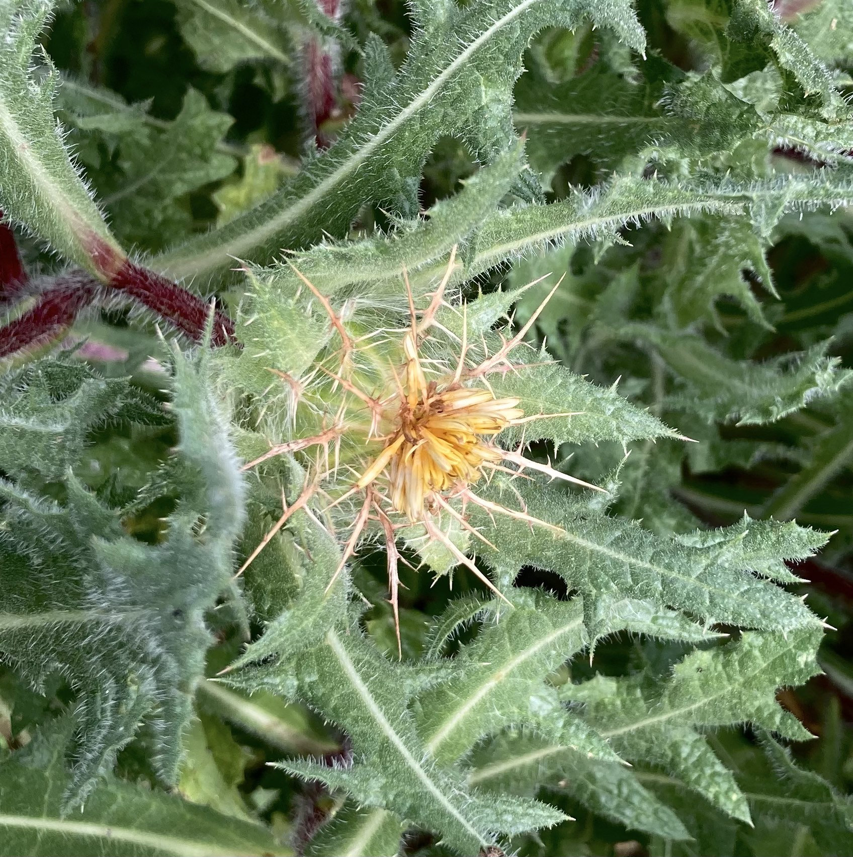 Blessed Thistle Cnicus Benedictus Heirloom Herb Seeds - Etsy
