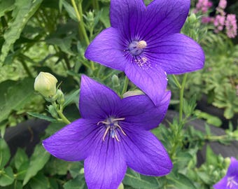 Blue Balloon Flower Platycodon grandiflorus Heirloom Seeds
