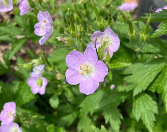 Wild Geranium (Geranium maculatum) Native Perennial Wildflower Seeds