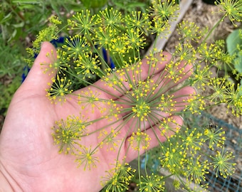 Boquet Dill Heirloom Culinary Herb Seeds