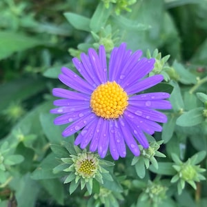 May include: A vibrant purple aster flower with a bright yellow center, featuring numerous slender petals covered in small water droplets. The flower is surrounded by green leaves and several unopened flower buds in the surrounding foliage.