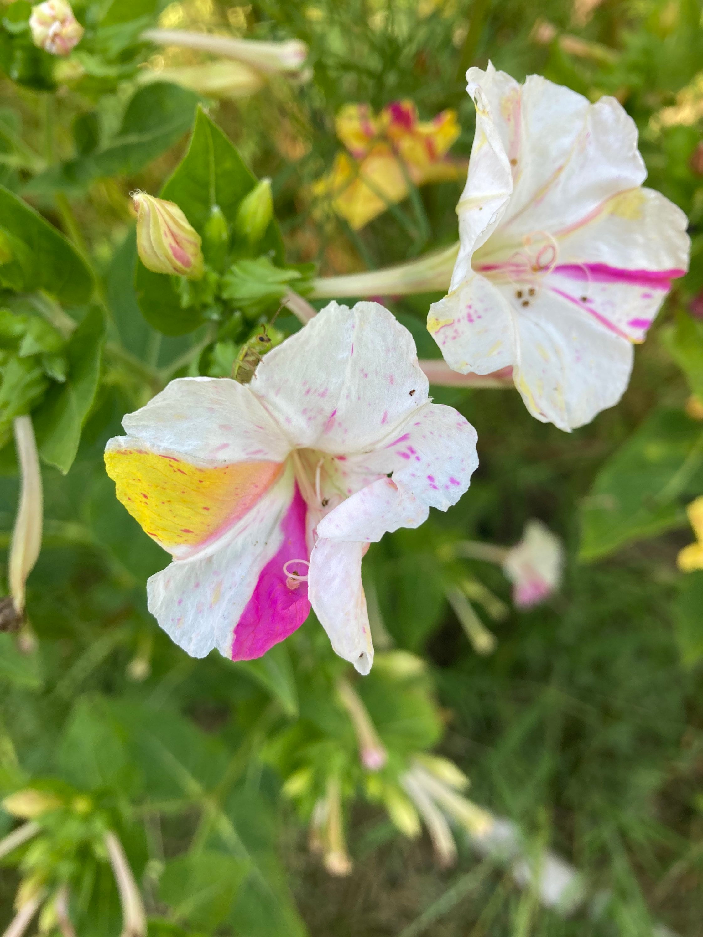Broken Colors Four O'clock Heirloom Seeds Mirabilis Jalapa - Etsy