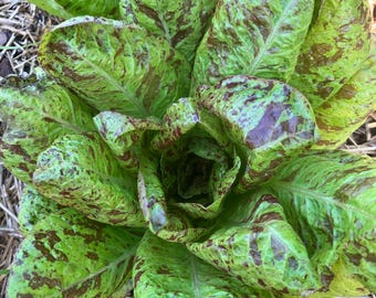 Freckles Romaine Heat Tolerant Heirloom Lettuce Seeds