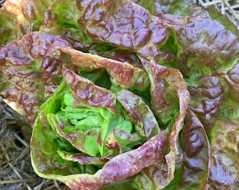 Yugoslavian Red Bibb Heirloom Lettuce Seeds