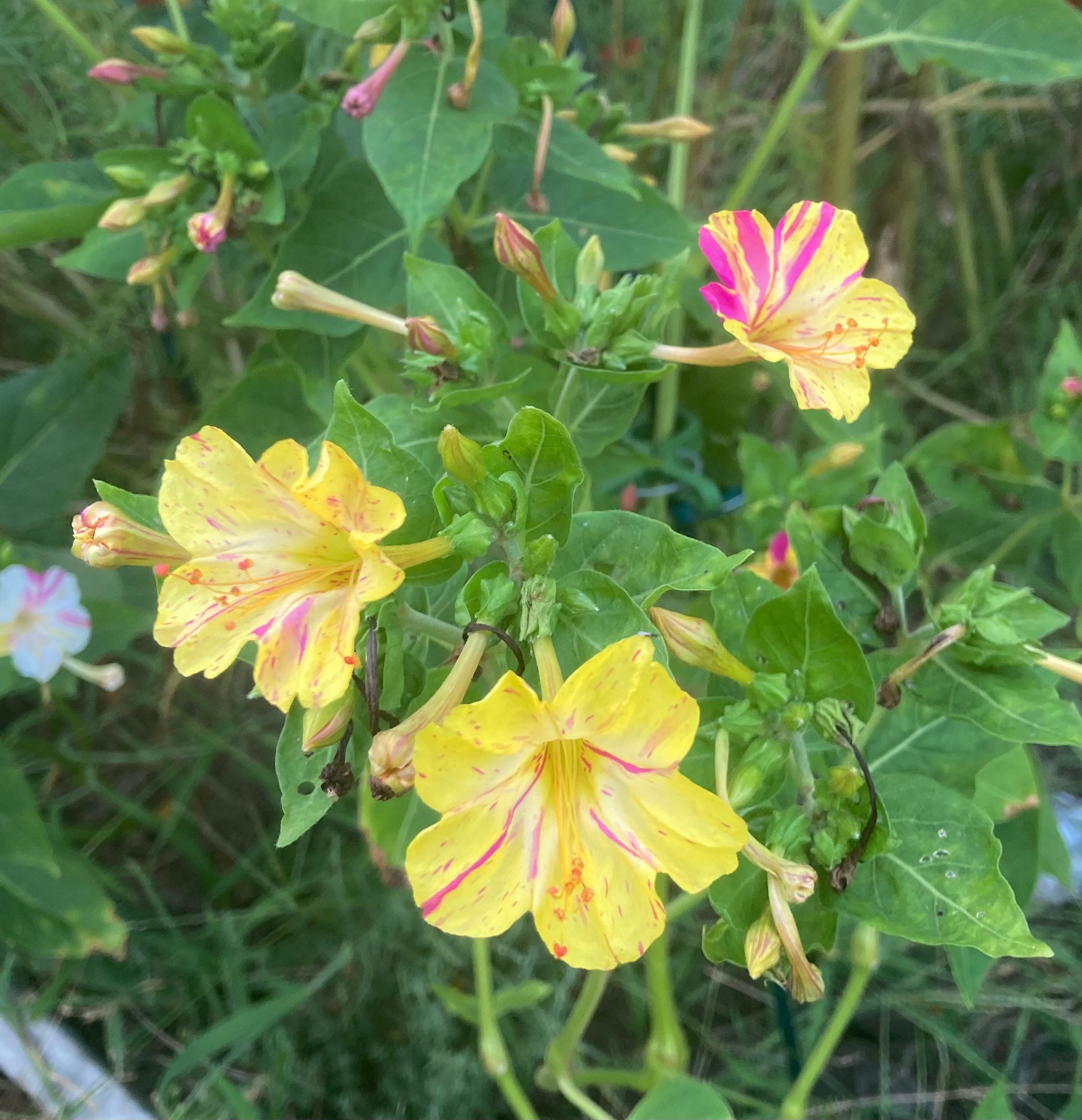 Broken Colors Four O'clock Heirloom Seeds Mirabilis Jalapa - Etsy