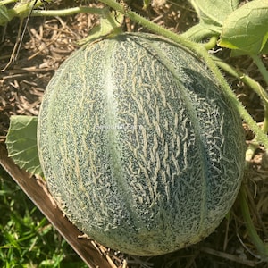 May include: A green cantaloupe melon with a rough, textured rind. The melon is growing on a vine in a garden.