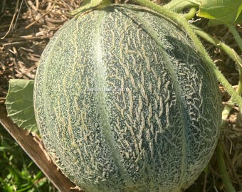 Puede incluir: Un melón cantalupo verde con una piel rugosa y texturizada. El melón está creciendo en una vid en un jardín.