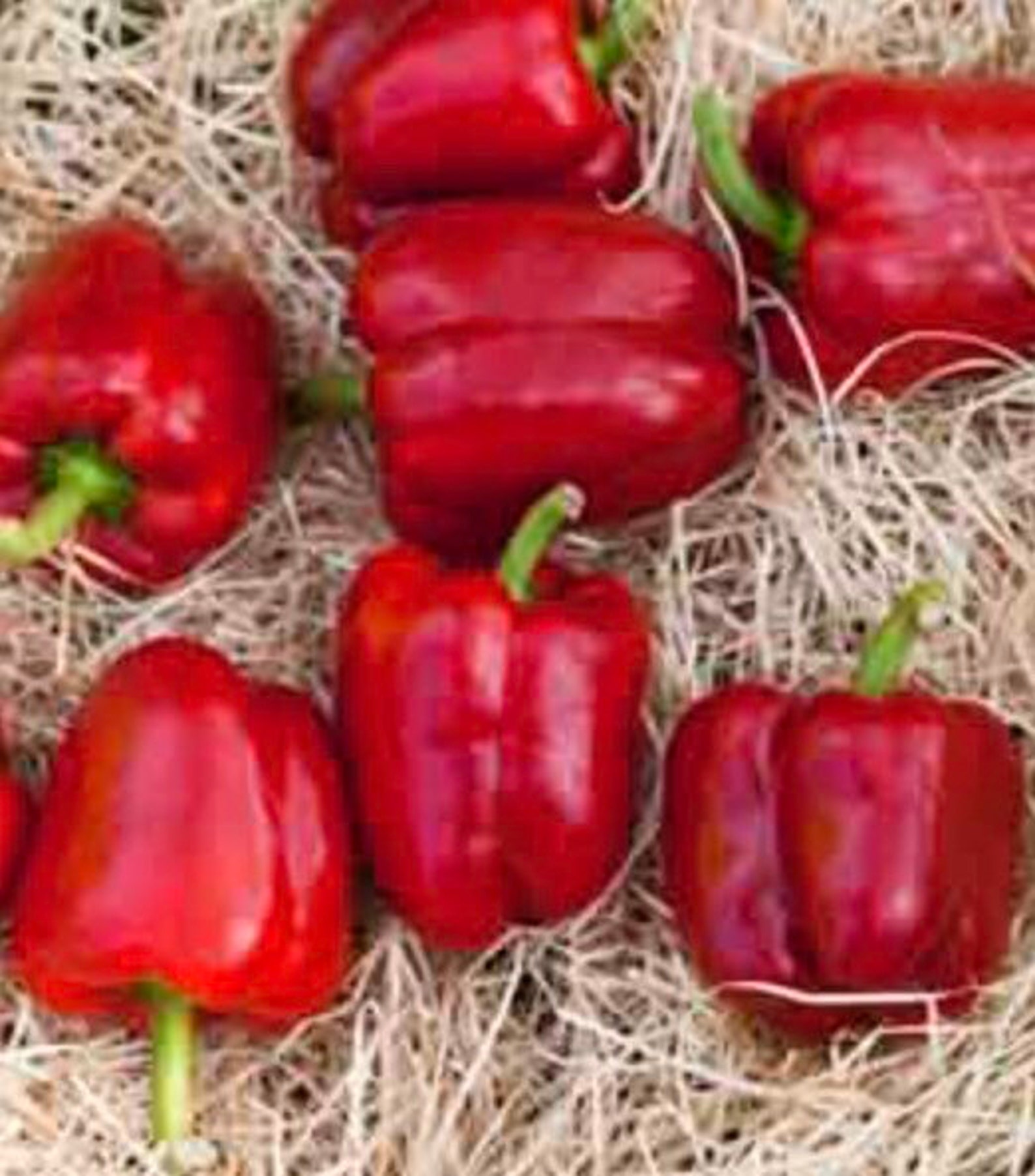 King of the North Sweet Bell Pepper Vegetable Seeds Etsy