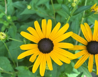 Classic Black Eyed Susans Native Perennial Wildflower Seeds Rudbeckia hirta