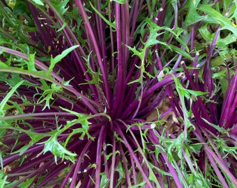 Mizuna, Japanese Pink Salad Greens Heirloom Vegetable Seeds