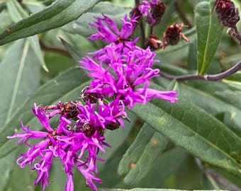 Veronica fasciculata Common Ironweed Perennial Native Wildflower Seeds