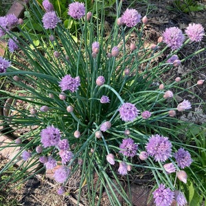 Chives Perennial Herb Vegetable Seeds