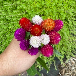 Kaleidoscope Mix Gomphrena Globe Amaranth Flower Seeds