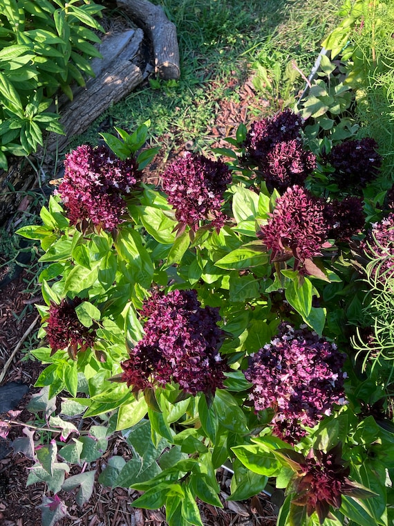 Cardinal Basil Big Blossom Heirloom Ornamental Culinary Herb Seeds - Etsy