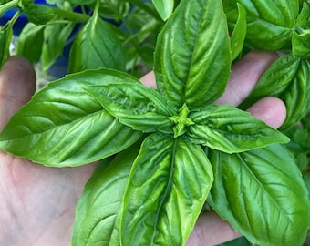 Agostino Reghitto Italian Basil Heirloom Culinary Herb Seeds