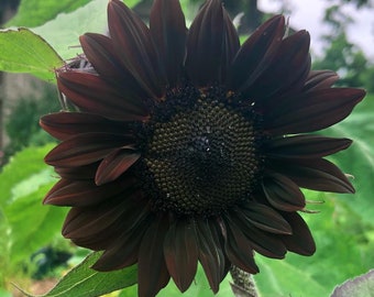 May include: A close-up of a dark, almost black sunflower with a deep brown center. The petals are velvety and have a slightly textured appearance.