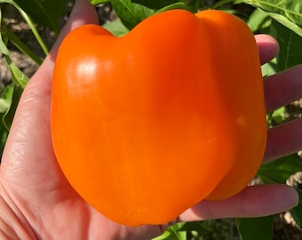 Etiuda Orange Sweet Bell Pepper Heirloom Vegetable Seeds