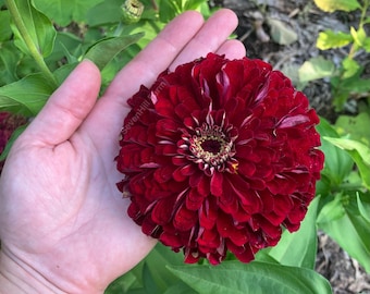 Benarys Giant Deep Red Zinnia Heirloom Flower Seeds