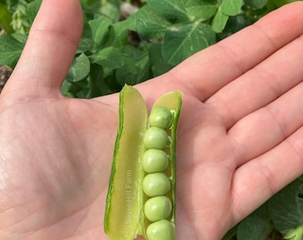 Tom Thumb Shelling Pea Heirloom Vegetable Seeds