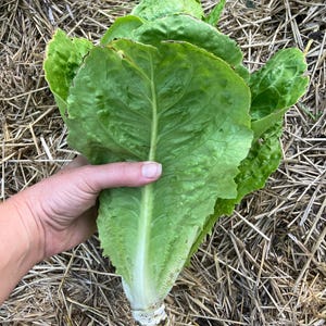 May include: A fresh head of romaine lettuce with vibrant green leaves, held by a hand. The lettuce has a white base and is surrounded by straw. The image captures the freshness of the produce.