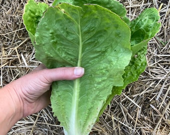 Caesar Giant Romaine Heat Tolerant Heirloom Lettuce Seeds