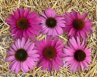SevenHill Farm Coneflower Echinacea Heirloom Wildflower Seeds