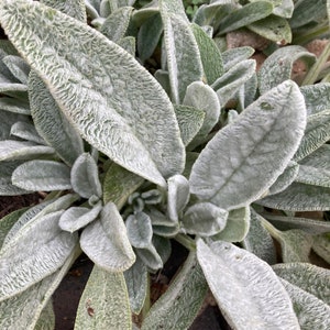 Lamb’s Ear Perennial Herb Seeds