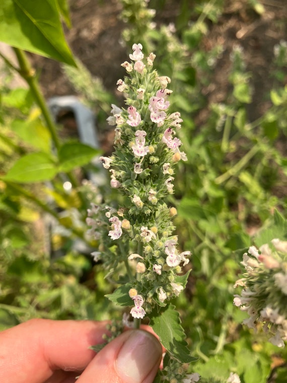 Catnip Perennial Herb Seeds