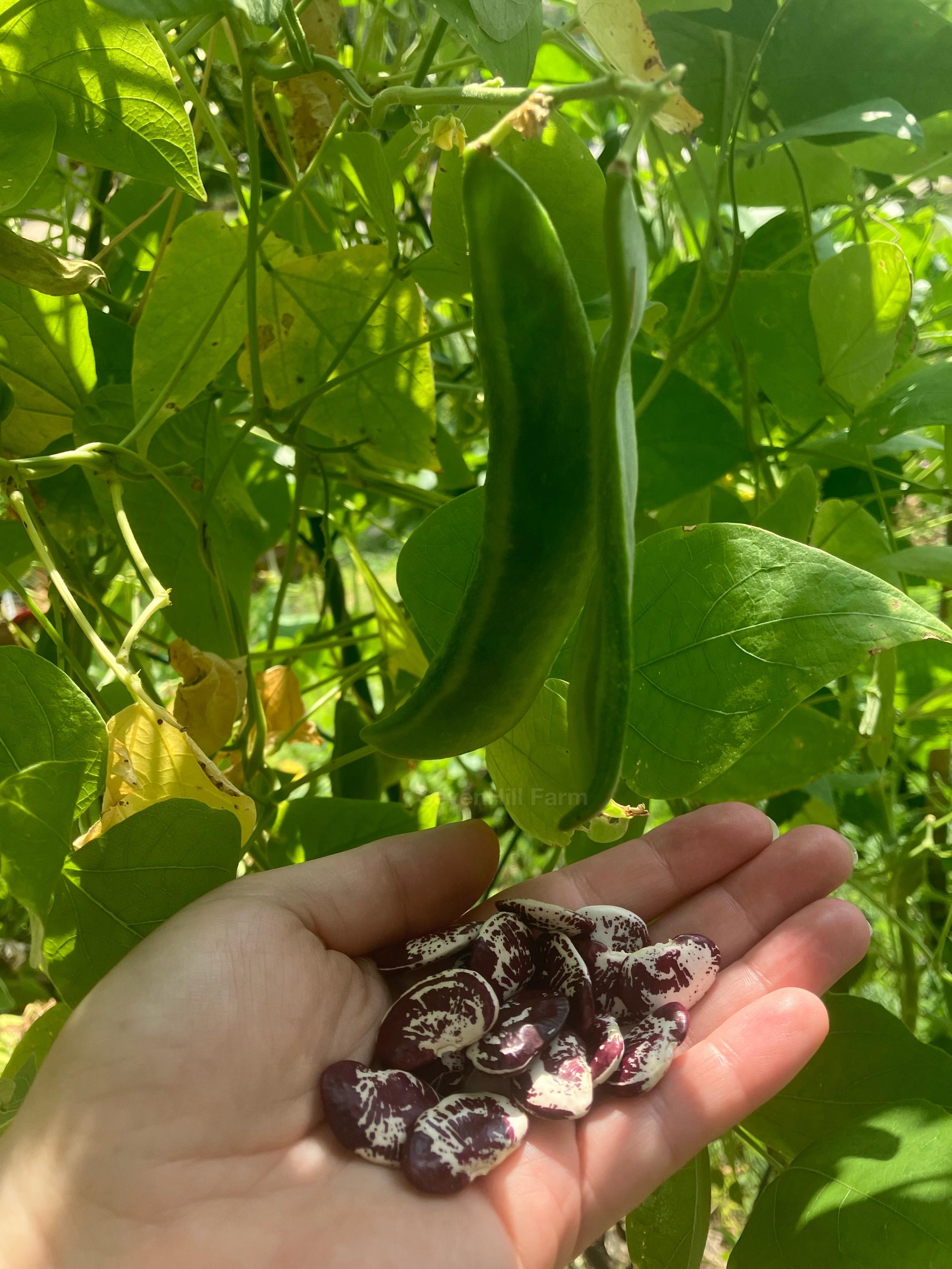 Christmas Lima Butter Bean Heirloom Vegetable Seed - Etsy