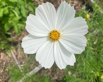 Purity Heirloom White Cosmos Flower Seeds