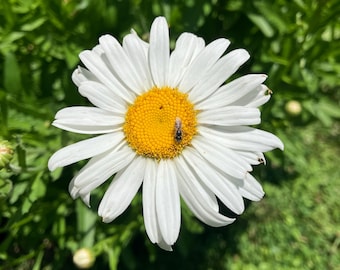 Alaska Shasta Daisy Heirloom Flower Wildflower Seeds