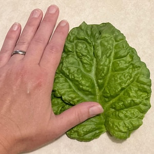 May include: A large, green leaf with a textured surface. The leaf is about the size of a person's hand.