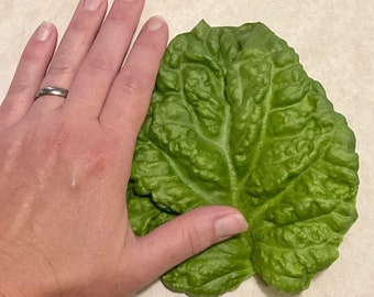 May include: A large, green leaf with a textured surface. The leaf is about the size of a person's hand.