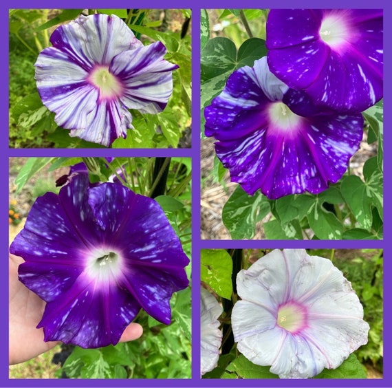 Japanese Giant Morning Glory Variegated Heirloom Annual Flower