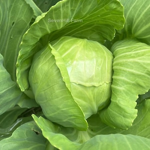 Golden Acre Cabbage Heirloom Vegetable Seeds