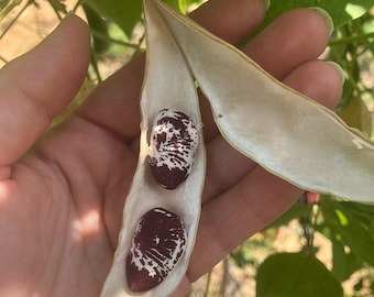 Christmas Lima Butter Bean Heirloom Vegetable Seed