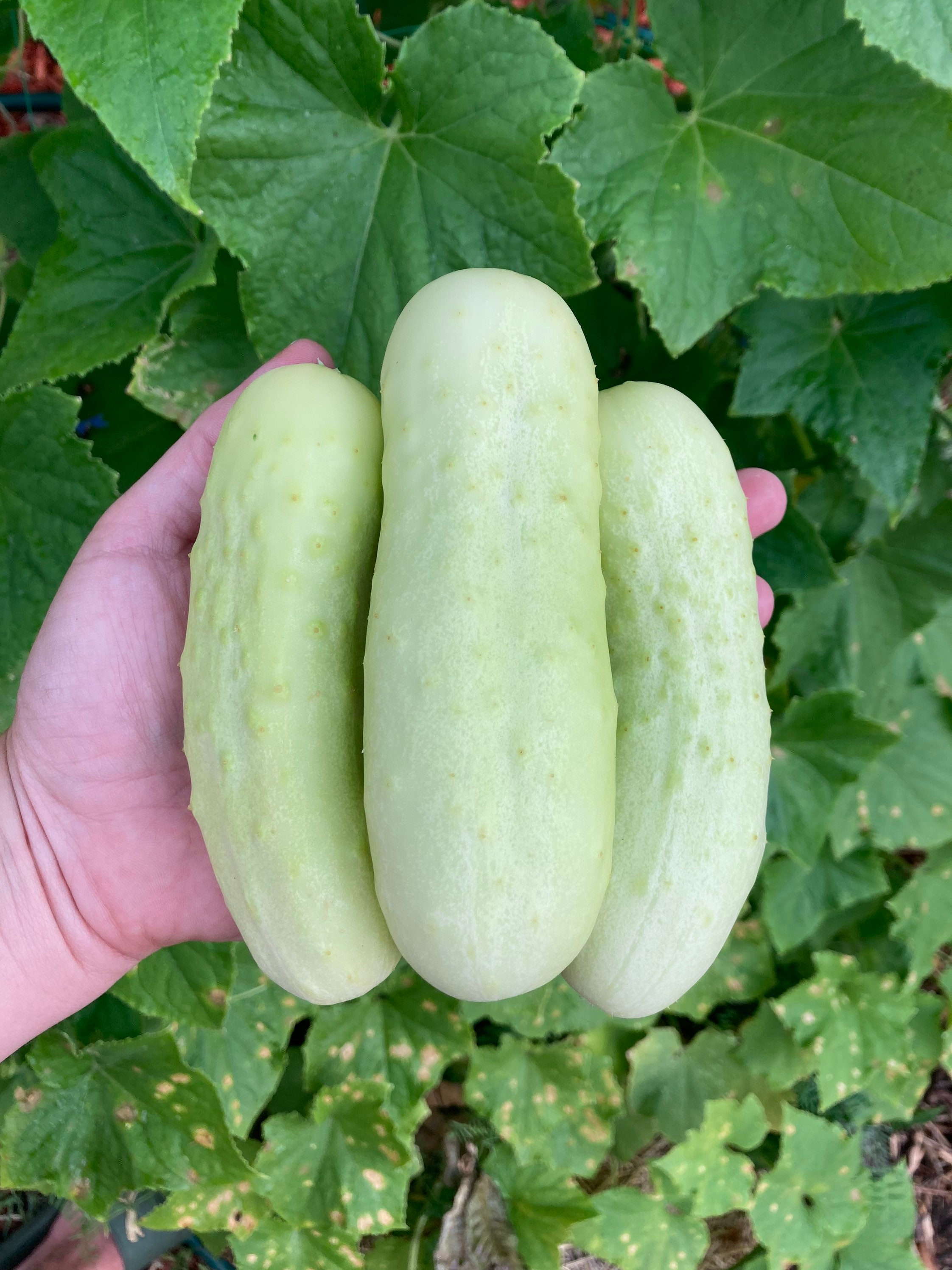 Della's White Cucumber Rare Variety Heirloom Vegetable Seeds - Etsy Israel