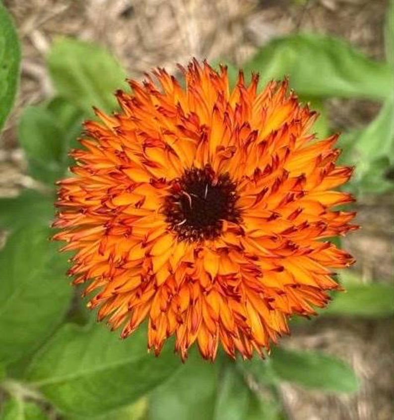 Solar Eclipse Calendula Orange Heirloom Flower Seeds - Etsy