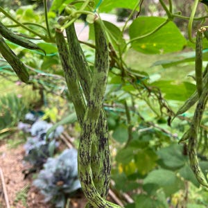 Rattlesnake Heirloom Pole Bean Vegetable Seeds
