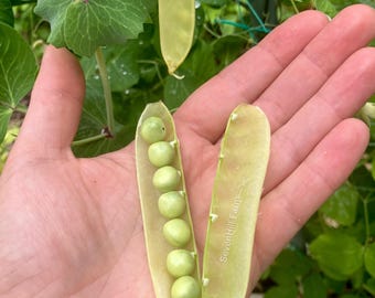 Golden Sweet Shelling Pea Heirloom Vegetable Seeds