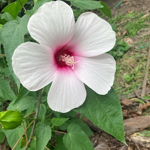 Rose Mallow Hibiscus militaris Perennial Native Wildflower Seeds