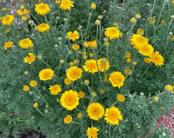 Yellow Dyers Chamomile Heirloom Herb Flower Seeds