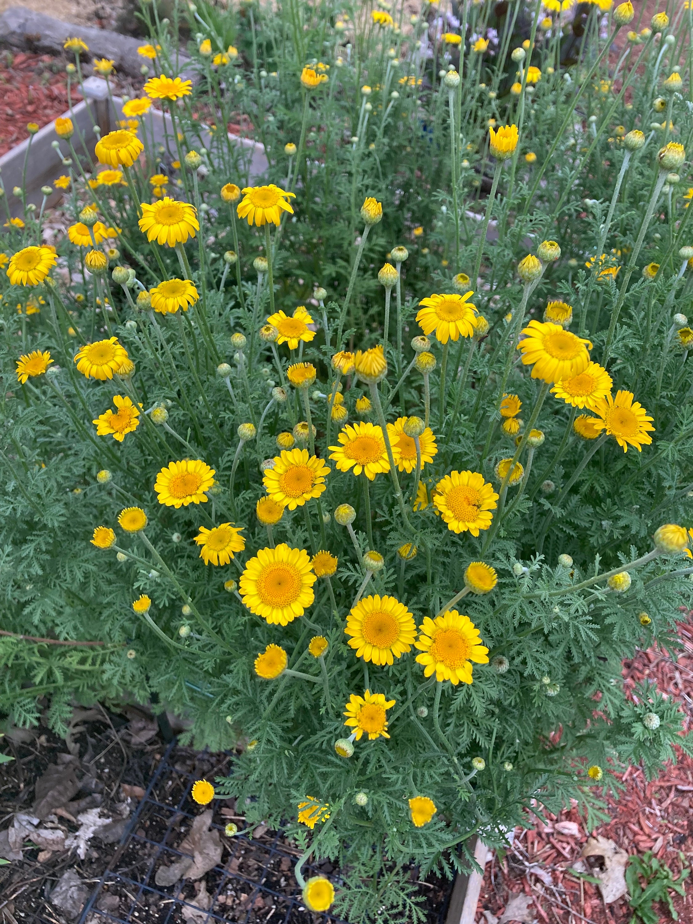 Yellow Dyers Chamomile Heirloom Herb Flower Seeds